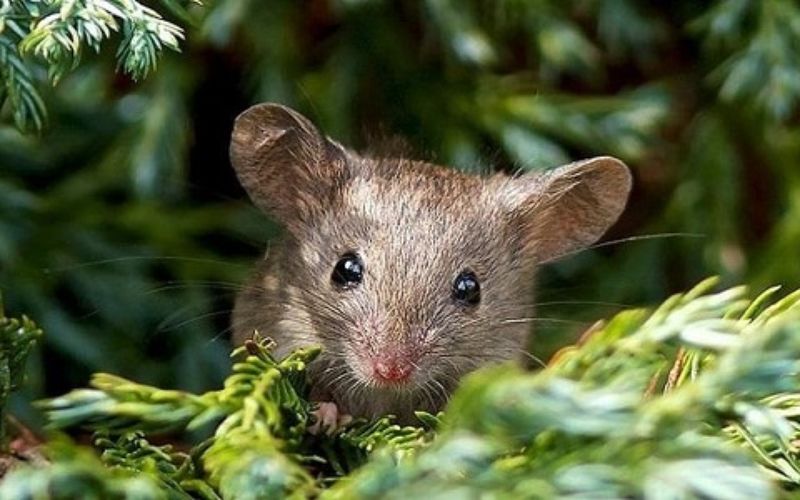Nằm mơ thấy chuột là hiện tượng đặc biệt gì?