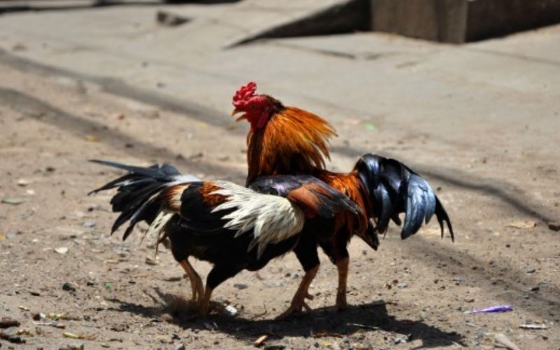 Những con gà có màu mạng thuộc mệnh Thủy thường thể hiện tính linh hoạt